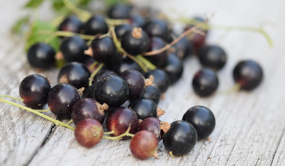 Planning a Productive Orchard for Small Spaces